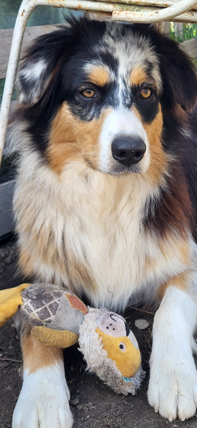 ANGEL La Colline Des Compagnons