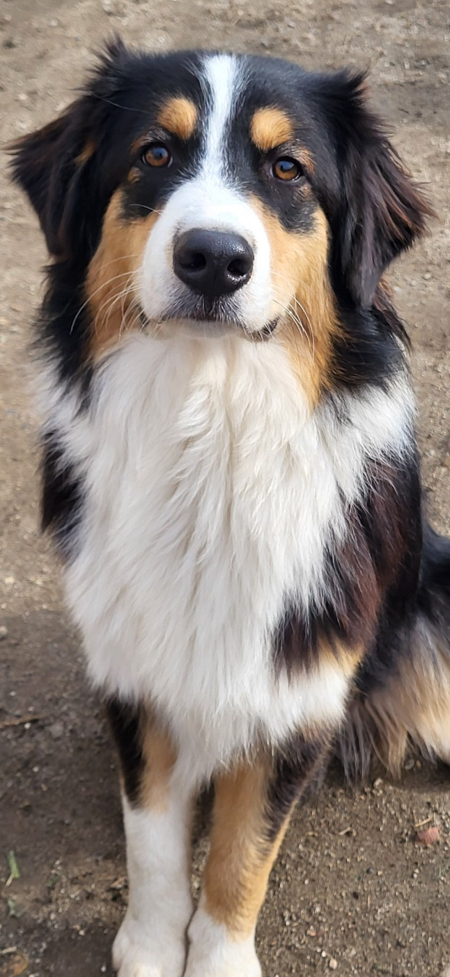 ANAKIN La Colline Des Compagnons