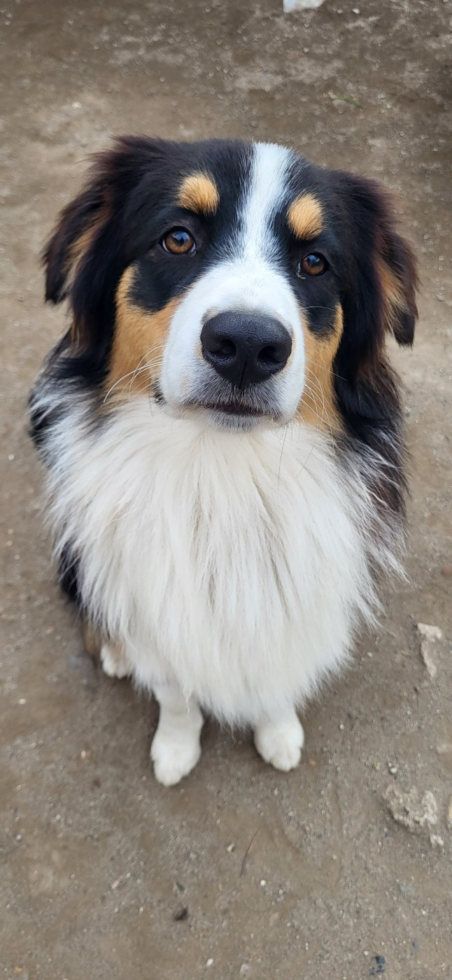 ANKO La Colline Des Compagnons