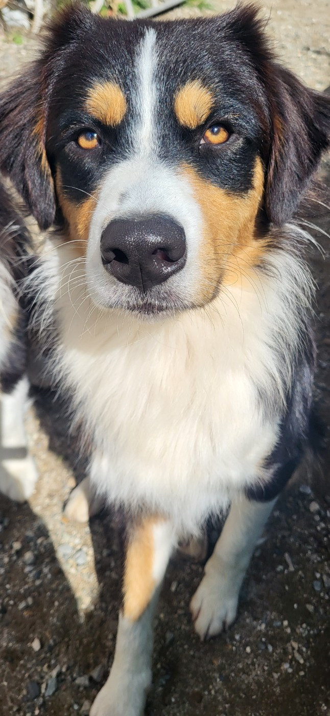 ASTON La Colline Des Compagnons