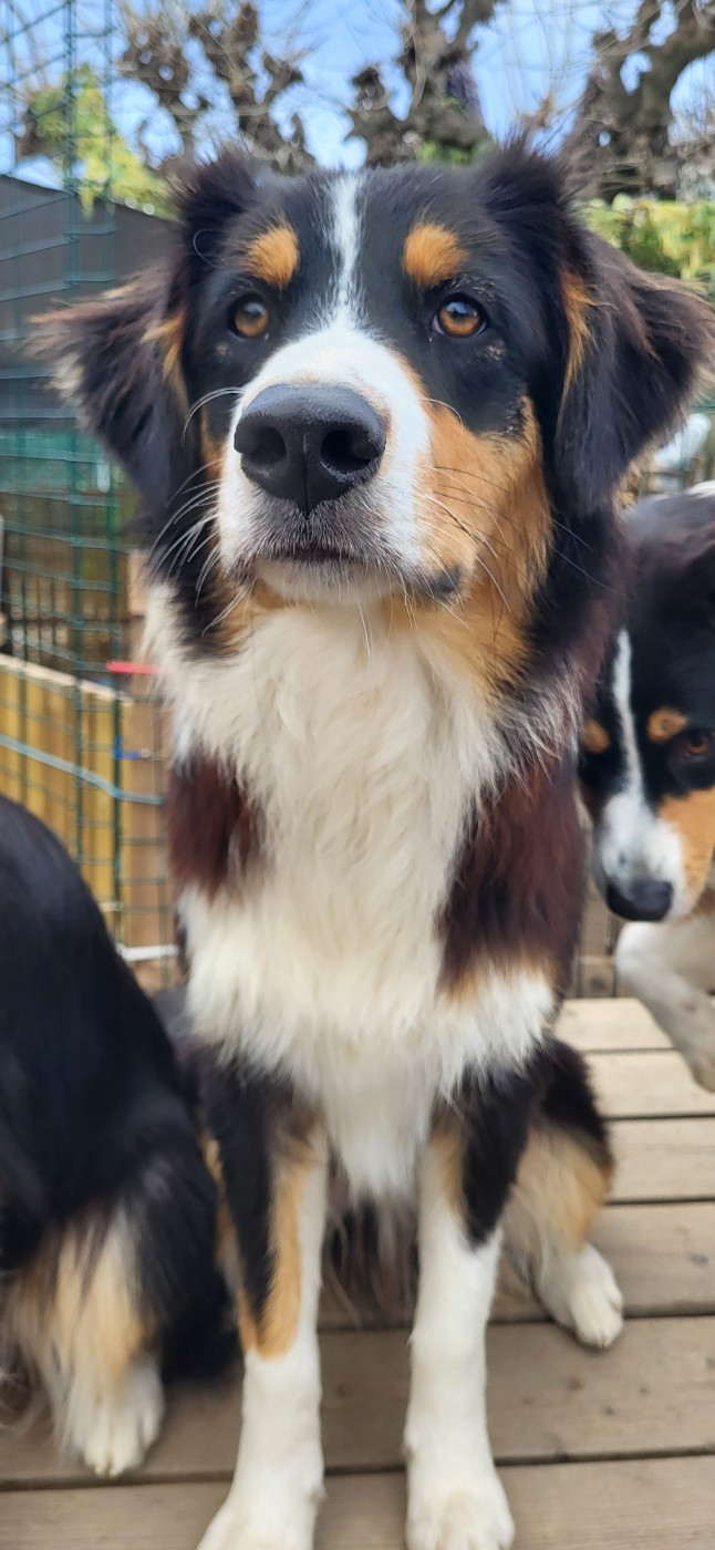 APACHE La Colline Des Compagnons