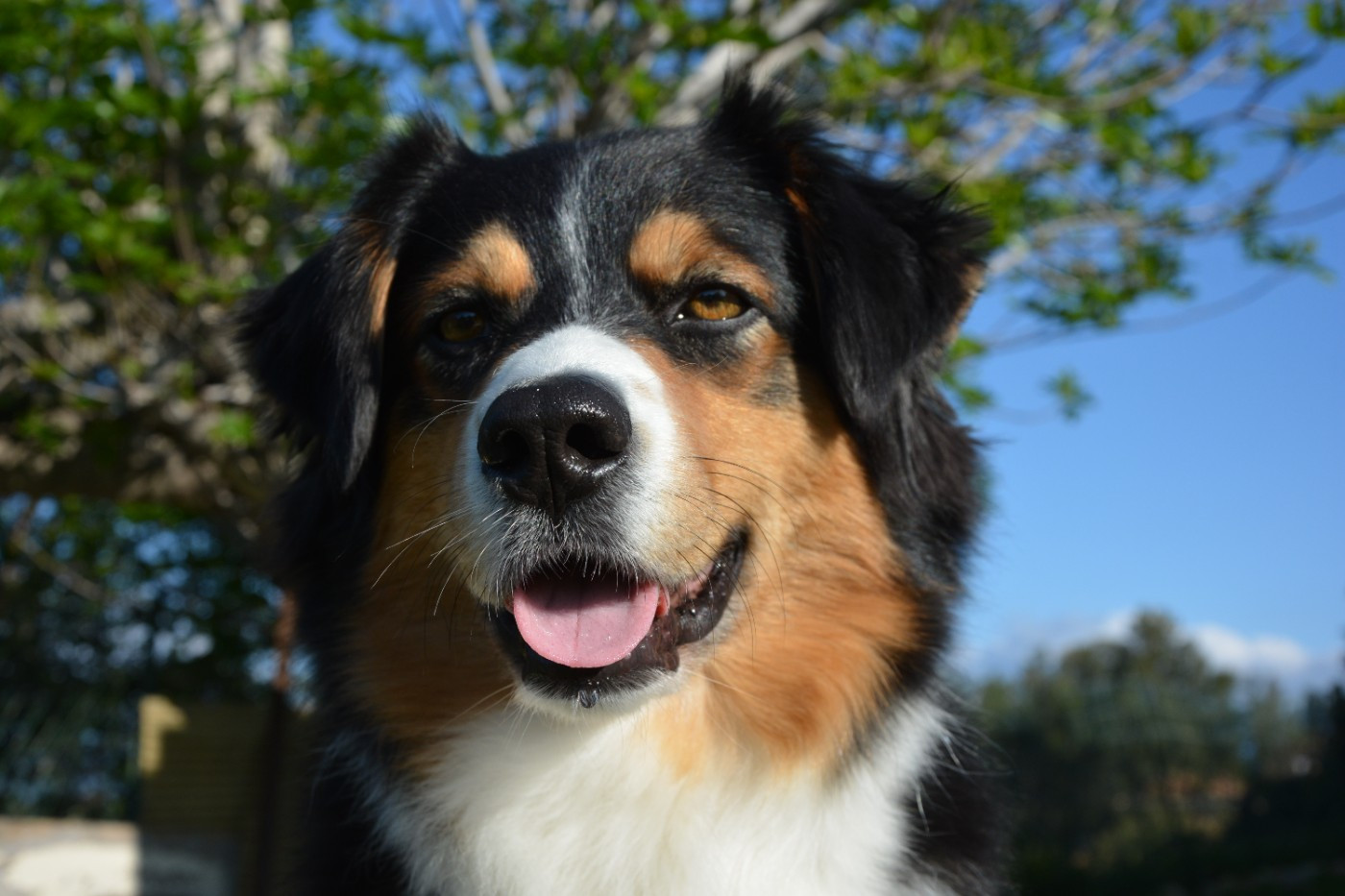 Stella Di A Sperenza des Trésors de Kallisté