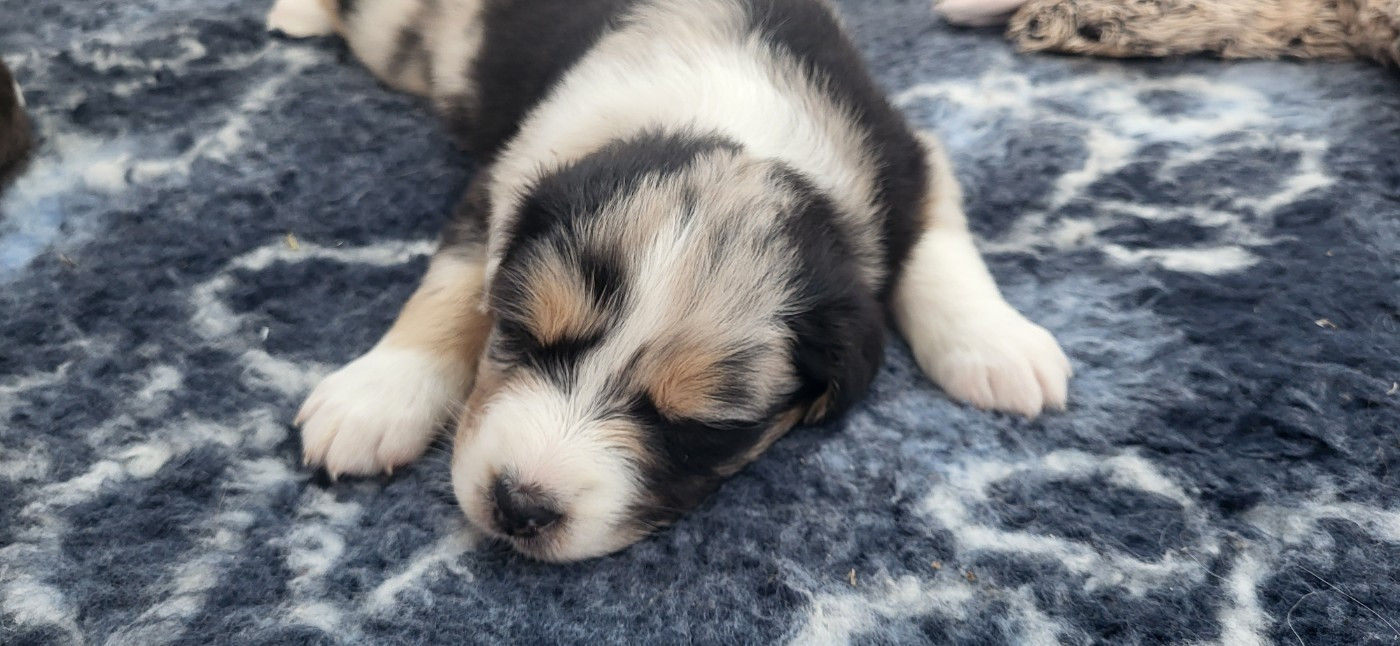 Angel La Colline des Compagnons