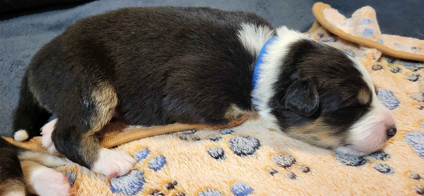 Anakin La Colline des Compagnons