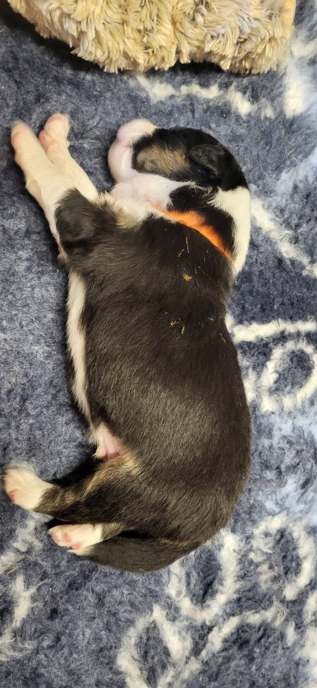 Anko La Colline des Compagnons