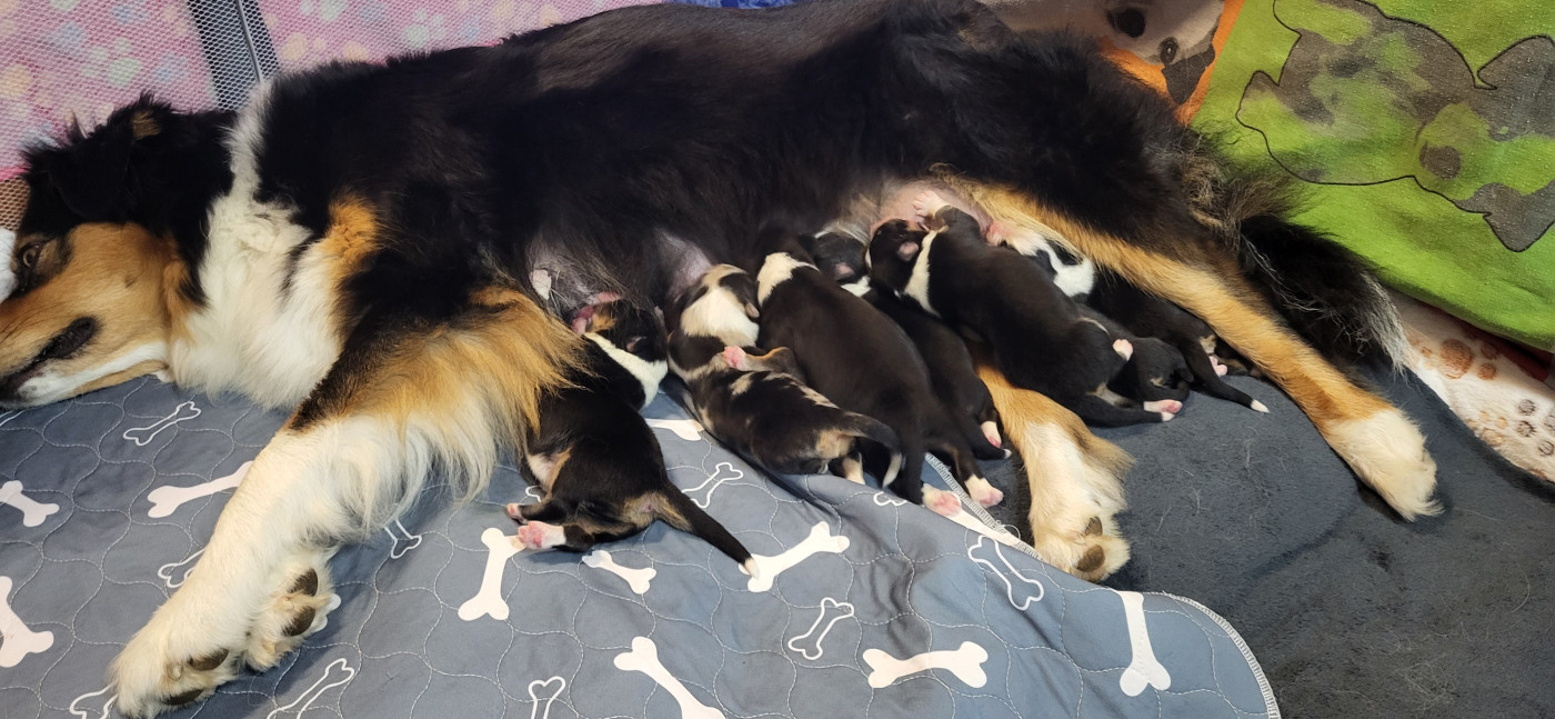 La Colline Des Compagnons - Berger Australien - Portée née le 07/05/2025