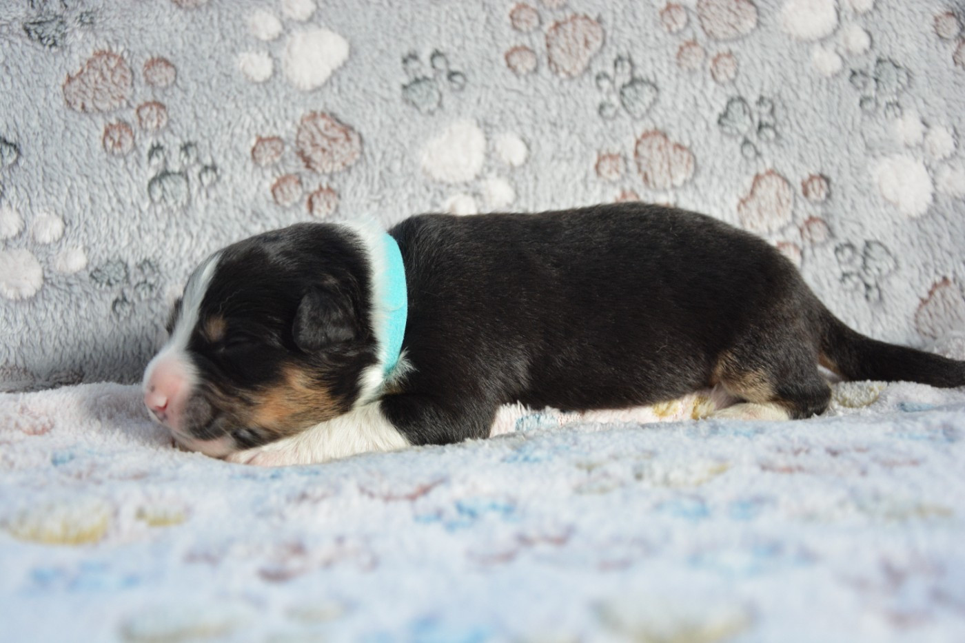 La Colline Des Compagnons - Chiots disponibles - Berger Australien