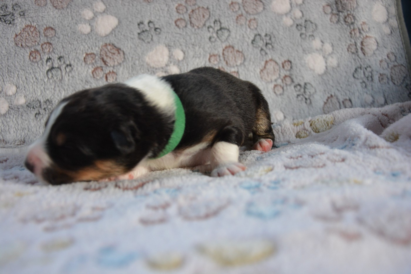 La Colline Des Compagnons - Chiots disponibles - Berger Australien